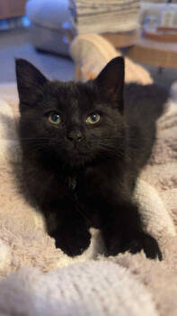 Rescue Domestic Medium Hair Cats for Adoption in Union Grove, Wisconsin - Meatloaf | PetCurious