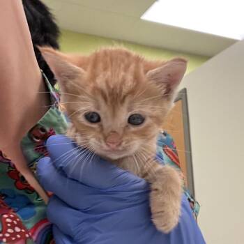 Kellman -  Domestic Short Hair Cat for Adoption in Lynchburg, Virginia - Kellman | PetCurious