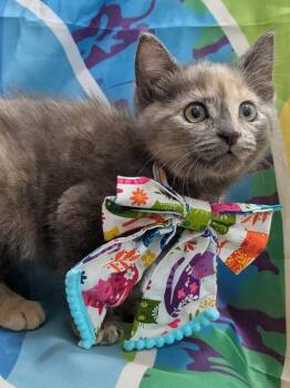 Lilac -  Domestic Short Hair Cat Available for Adoption in Chesapeake Beach, Maryland - Lilac | PetCurious