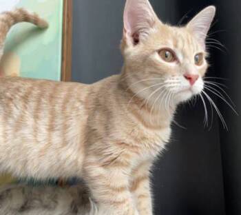 Rescue Domestic Short Hair Cats for Adoption in Chamblee, Georgia - Biscuit | PetCurious