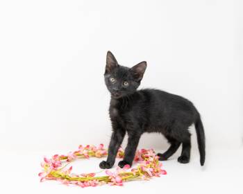 Rescue Domestic Short Hair Cats for Adoption in Trophy Club, Texas - Rumi | PetCurious