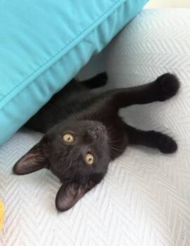 Venus -  Domestic Short Hair Cat for Adoption in New Orleans, Louisiana - Venus | PetCurious