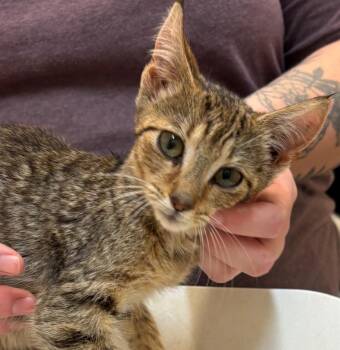 TRINITY -  Domestic Short Hair Cat for Adoption in Elizabethton, Tennessee - TRINITY | PetCurious