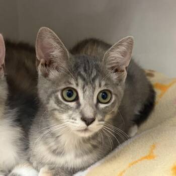 Coffee -  Domestic Short Hair Cat for Adoption in Redwood City, California - Coffee | PetCurious