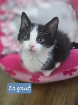 Domestic Short Hair Cats Available for Adoption in Metamora, Illinois - Zagnut | PetCurious