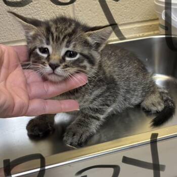 Shadow (FKA Copy) -  Domestic Short Hair Cat for Adoption - Shadow (FKA Copy) | PetCurious