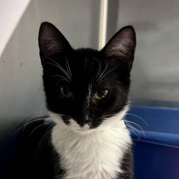 Pepper -  Domestic Short Hair Cat for Adoption in Walnut Creek, California - Pepper | PetCurious