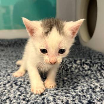 Anna -  Domestic Short Hair Cat for Adoption in Lake Jackson, Texas - Anna | PetCurious