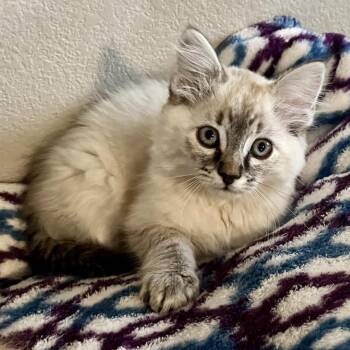 Meadow -  Domestic Medium Hair and Siamese Cat for Adoption in Prescott, Arizona - Meadow | PetCurious