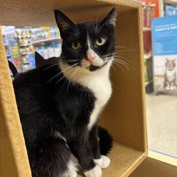Sandwich -  Domestic Short Hair Cat for Adoption in Bellmawr, New Jersey - Sandwich | PetCurious