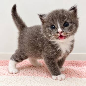 Mothman -  Domestic Short Hair Cat for Adoption in Long Beach, California - Mothman | PetCurious