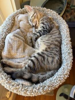 Indy -  Domestic Short Hair and Tabby Cat for Adoption in Emerald Isle, North Carolina - Indy | PetCurious