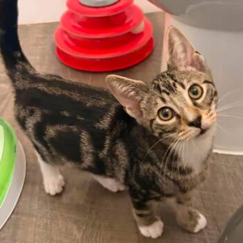 Tapioca -  Domestic Short Hair Cat for Adoption in New York, New York - Tapioca | PetCurious