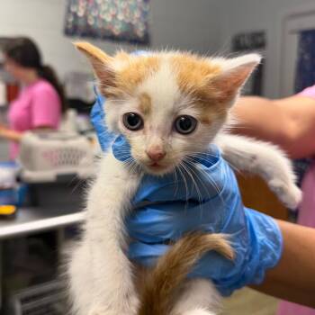 Queso -  Domestic Short Hair Cat for Adoption in Summerville, South Carolina - Queso | PetCurious