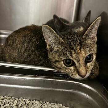 Tennessee Tornado -  Domestic Short Hair Cat for Adoption in Spruce Pine, North Carolina - Tennessee Tornado | PetCurious