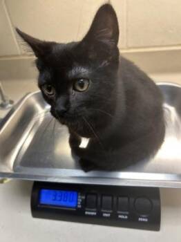 Well-Disguised Puppy -  Domestic Short Hair Cat for Adoption in Wichita, Kansas - Well-Disguised Puppy | PetCurious