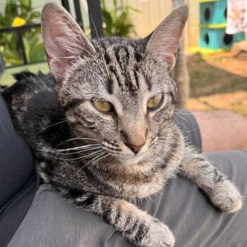 Mrs. Doubtfire -  Domestic Short Hair Cat for Adoption in Brownsboro, Alabama - Mrs. Doubtfire | PetCurious