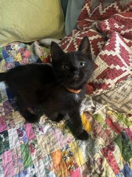 TANSY-ready in July -  Domestic Short Hair Cat Available for Adoption in Glen Raven, North Carolina - TANSY-ready In July | PetCurious