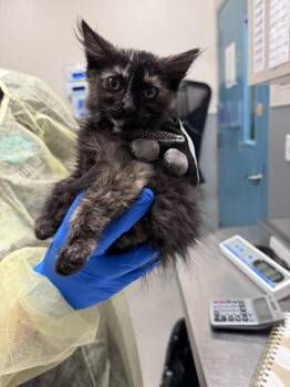 MOANA -  Domestic Short Hair Cat for Adoption in Las Vegas, Nevada - MOANA | PetCurious
