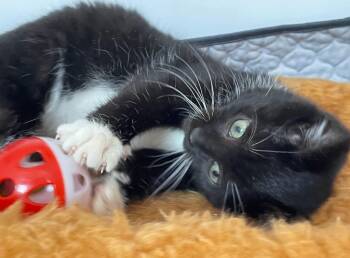 Domestic Short Hair Cats Available for Adoption - Sylvia Plath * IN FOSTER * | PetCurious
