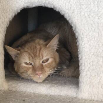 Waffles -  Domestic Short Hair Cat for Adoption in Normal, Illinois - Waffles | PetCurious
