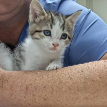 Sam (26-5496) -  Domestic Short Hair Cat for Adoption in Fort Smith, Arkansas - Sam (26-5496) | PetCurious