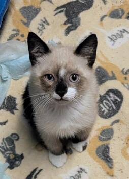 Scotch -  American Shorthair Cat for Adoption in Hagaman, New York - Scotch | PetCurious