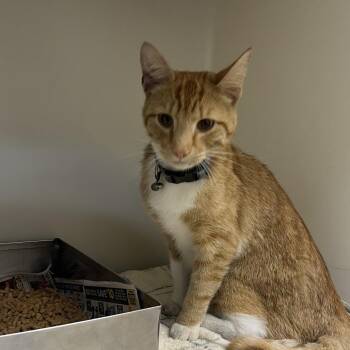 71217 -  Domestic Short Hair Cat for Adoption in Harrisonburg, Virginia - 71217 | PetCurious