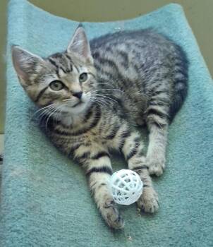 Meryl -  Tabby Cat for Adoption - Meryl | PetCurious