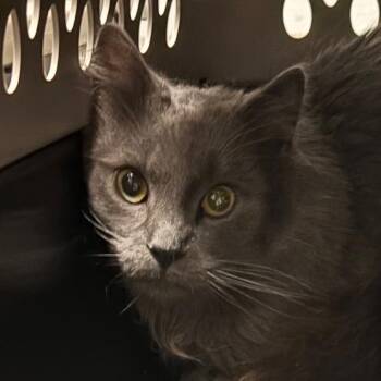 Dario -  Domestic Short Hair Cat for Adoption in Allentown, Pennsylvania - Dario | PetCurious