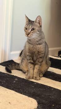Momma Kitty -  Tabby Cat for Adoption in Burnaby, British Columbia - Momma Kitty | PetCurious