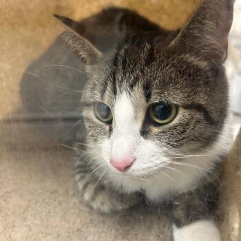 Stacy -  Domestic Short Hair Cat for Adoption in Philadelphia, Pennsylvania - Stacy | PetCurious