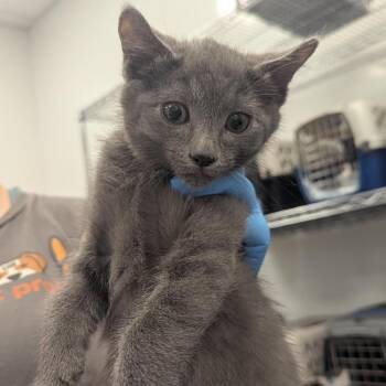 Pablo -  Domestic Short Hair Cat for Adoption in Bentonville, Arkansas - Pablo | PetCurious