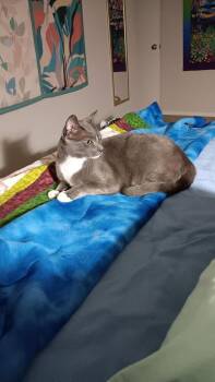 Zola -  Domestic Short Hair Cat for Adoption in Eugene, Oregon - Zola | PetCurious