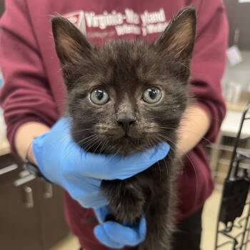 Nash -  Domestic Short Hair Cat for Adoption in Marshall, Virginia - Nash | PetCurious