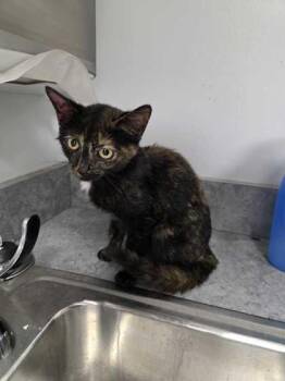 Rescue Domestic Short Hair Cats for Adoption in Sevierville, Tennessee - Jabari | PetCurious