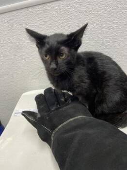 Loki fka Kitten 2 -  Domestic Short Hair Cat for Adoption in West Chester, Pennsylvania - Loki Fka Kitten 2 | PetCurious