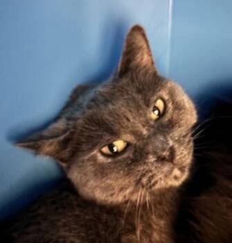 Stubs -  Domestic Short Hair Cat for Adoption in Golden, Colorado - Stubs | PetCurious
