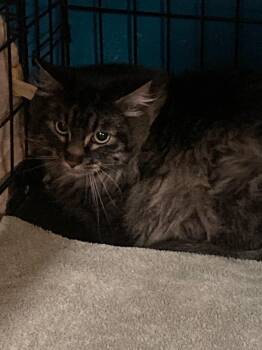 Moana -  Maine Coon Cat for Adoption in Billings, Montana - Moana | PetCurious