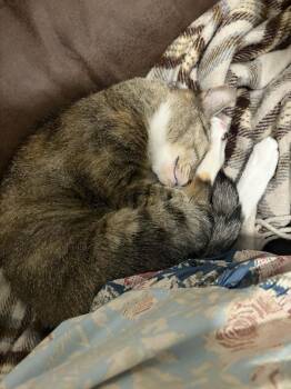 Miranda Priestly -  Domestic Short Hair Cat for Adoption in Raeford, North Carolina - Miranda Priestly | PetCurious