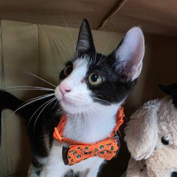 Bradley Cooper -  Domestic Medium Hair Cat for Adoption in Wiggins, Mississippi - Bradley Cooper | PetCurious