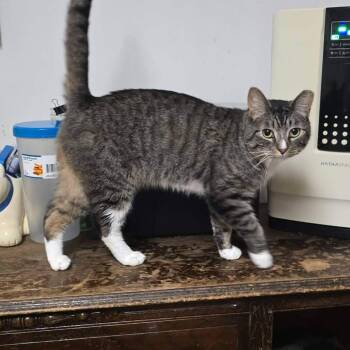 Travis (read my story) -  Tabby Cat for Adoption in Huntington, New York - Travis (read My Story) | PetCurious