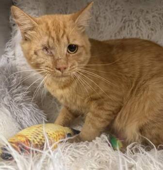 Jack -  Domestic Medium Hair and Domestic Short Hair Cat for Adoption in Conway, South Carolina - Jack | PetCurious