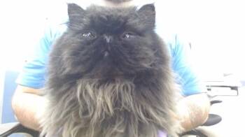 Persian Cats Available for Adoption in Doral, Florida - ORION | PetCurious