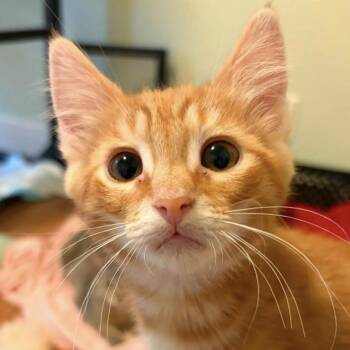 Super Mario -  Domestic Long Hair Cat for Adoption in Eugene, Oregon - Super Mario | PetCurious
