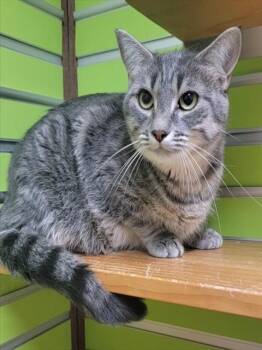 Rescue Domestic Short Hair Cats for Adoption in St. Peters, Missouri - MILDRED | PetCurious