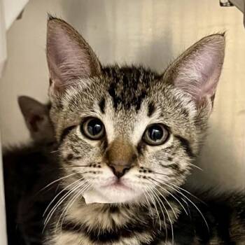Knees -  Domestic Short Hair Cat for Adoption in Walnut Creek, California - Knees | PetCurious