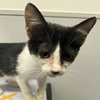 Paquita -  Domestic Short Hair Cat for Adoption in Tampa, Florida - Paquita | PetCurious