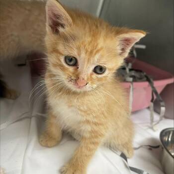 Robby FKA Cody -  Domestic Short Hair Cat for Adoption in Philadelphia, Pennsylvania - Robby FKA Cody | PetCurious