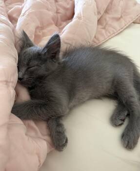 Peet (& Bauer) -  Russian Blue and Domestic Long Hair Cat for Adoption in Walnut Creek, California - Peet (& Bauer) | PetCurious
